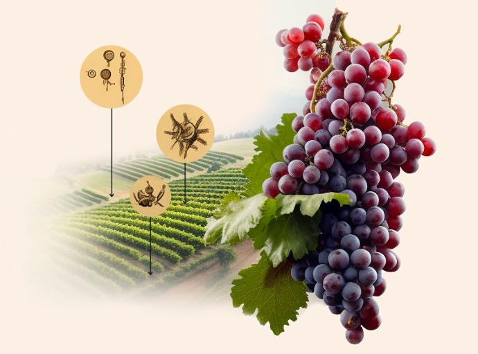 Illustration de la vie du sol pour les cultures organiques en production de vin